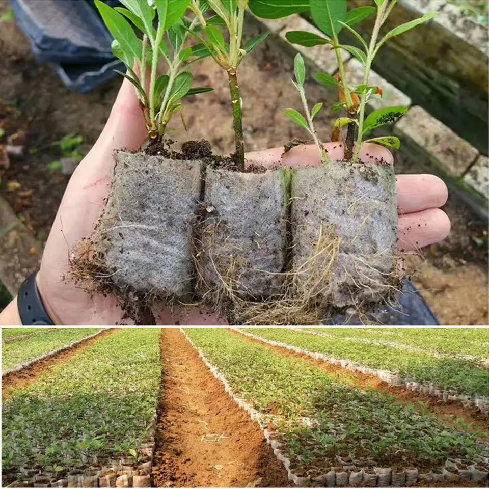 100 sacos biodegradáveis do be - Seed Starter Tray avaliação e preço
