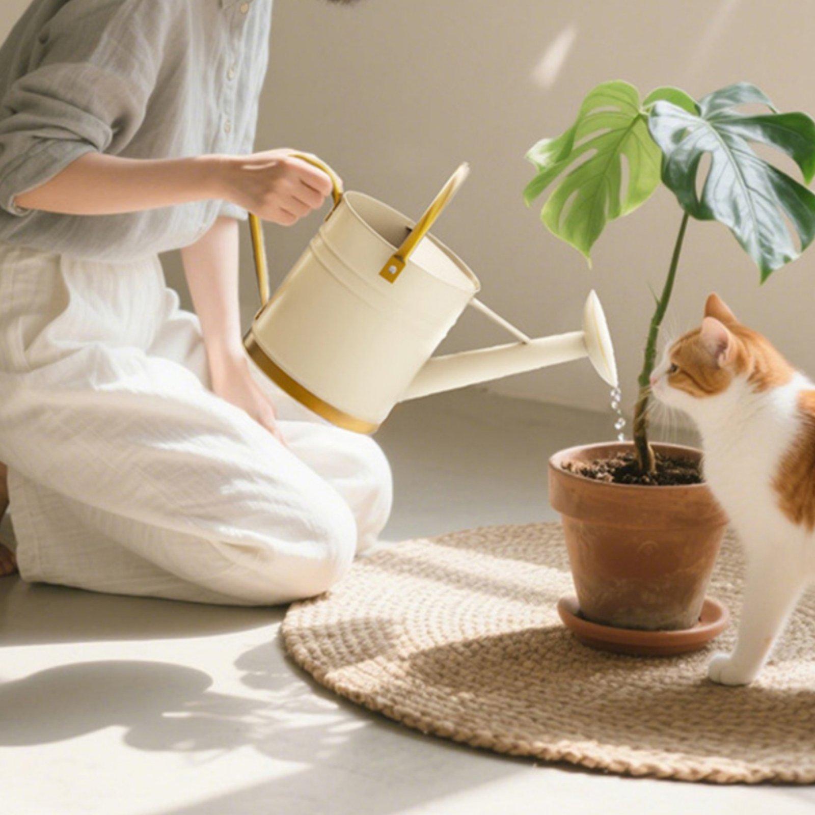 Regador de metal à prova de va - Watering Can avaliação e preço